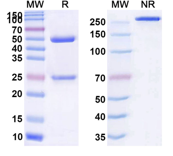 Oregovomab Mouse Monoclonal Antibody