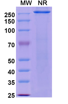 Telisotuzumab Human Monoclonal Antibody