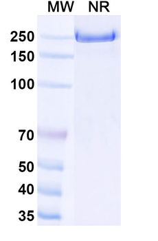 Emibetuzumab Human Monoclonal Antibody