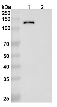 Emibetuzumab Human Monoclonal Antibody