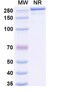 Tafolecimab Human Monoclonal Antibody