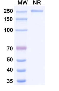 Patritumab Human Monoclonal Antibody