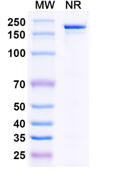 Bepranemab Human Monoclonal Antibody