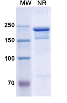 Semorinemab Human Monoclonal Antibody