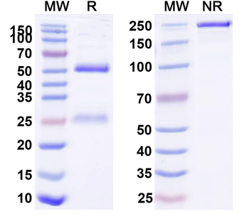 Zagotenemab Human Monoclonal Antibody