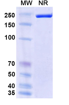 Human Fibrinogen beta chain Reference Antibody (Biciromab, RUO)