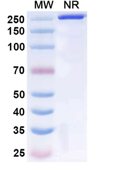 Talizumab Human Monoclonal Antibody