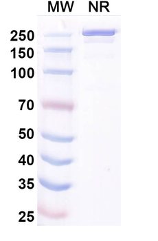 Pimurutamab Human Monoclonal Antibody
