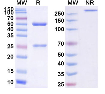 Demupitamab Human Monoclonal Antibody