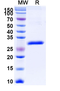 Gancotamab Human Monoclonal Antibody