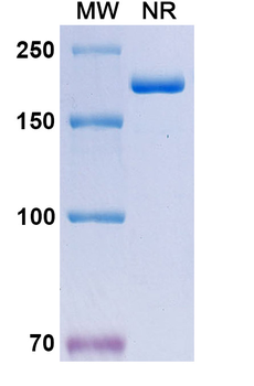 Timigutuzumab Human Monoclonal Antibody