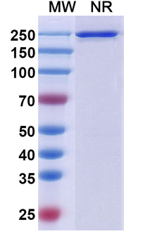 Aprutumab Human Monoclonal Antibody