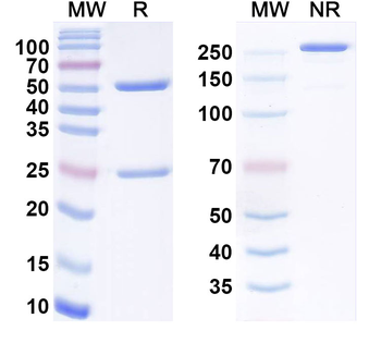 Bemarituzumab Human Monoclonal Antibody