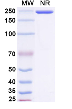 Retifanlimab Human Monoclonal Antibody