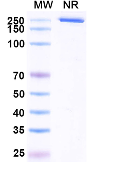 Budigalimab Human Monoclonal Antibody