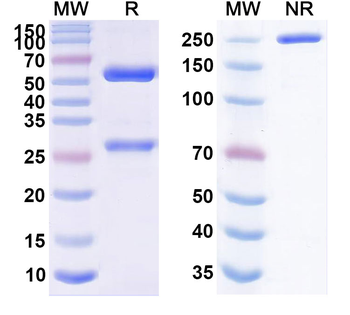 Sugemalimab Human Monoclonal Antibody
