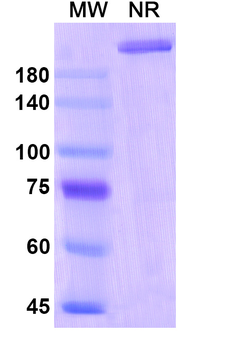 Manelimab Human Monoclonal Antibody