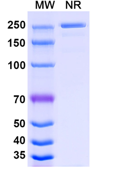 Ianalumab Human Monoclonal Antibody