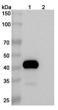 Drozitumab Human Monoclonal Antibody