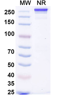 Atorolimumab Human Monoclonal Antibody