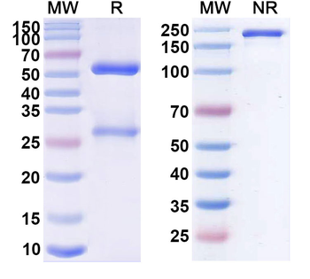 Miptenalimab Human Monoclonal Antibody