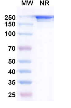 Cixutumumab Human Monoclonal Antibody