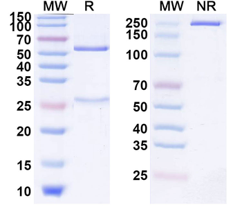 Samalizumab Human Monoclonal Antibody