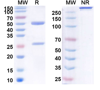 Ruplizumab Human Monoclonal Antibody