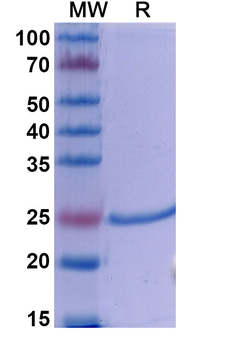 Dapirolizumab Human Monoclonal Antibody