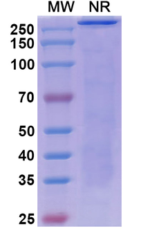Nurulimab Human Monoclonal Antibody