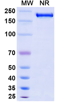 Tremelimumab Human Monoclonal Antibody