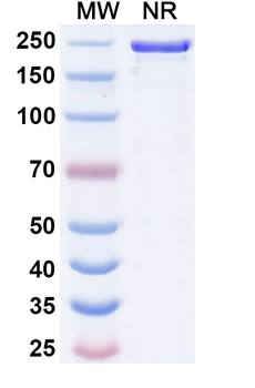 Human MCAM/CD146 Reference Antibody (Imaprelimab, RUO)