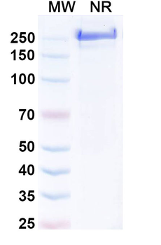 Human M-CSF R/CD115 Reference Antibody (Axatilimab, RUO)