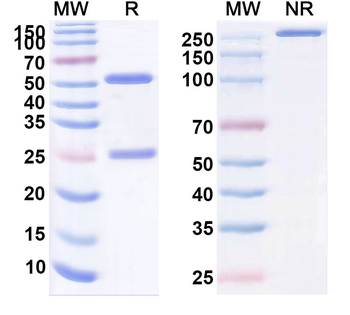 4F2Mab Human Monoclonal Antibody