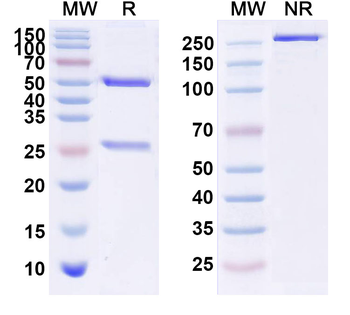 Human CEACAM6/CD66c Reference Antibody (Lemalesomab, RUO)