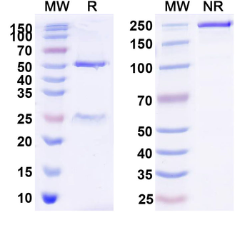 Tinurilimab Human Monoclonal Antibody