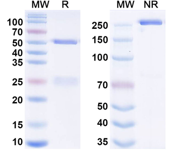 Ravagalimab Human Monoclonal Antibody