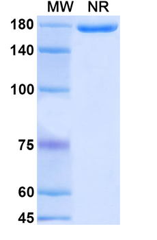 Teneliximab Chimeric Monoclonal Antibody