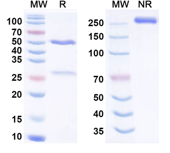 Mitazalimab Human Monoclonal Antibody