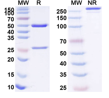 Selicrelumab Human Monoclonal Antibody