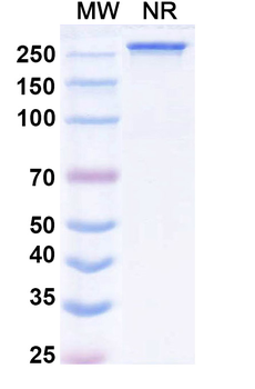 alfa Human Monoclonal Antibody