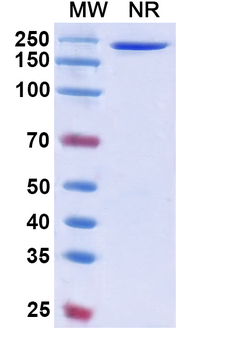 Mezagitamab Human Monoclonal Antibody