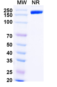 Iratumumab Human Monoclonal Antibody