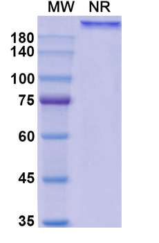 Ocaratuzumab Human Monoclonal Antibody