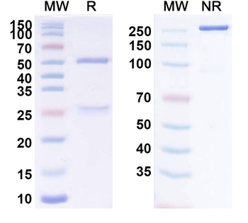 Itolizumab Human Monoclonal Antibody