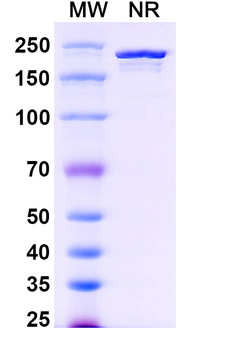 Human CD5 Reference Antibody (Telimomab, RUO)