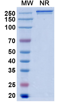 Bertilimumab Human Monoclonal Antibody