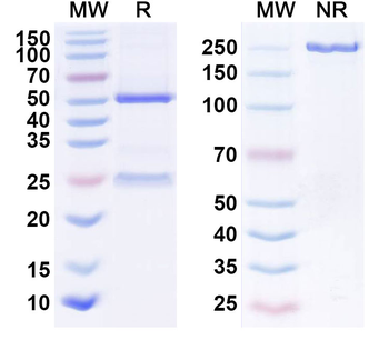 Rilotumumab Human Monoclonal Antibody