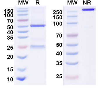 Ficlatuzumab Human Monoclonal Antibody