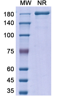 Metelimumab Human Monoclonal Antibody